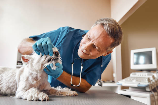 Best Urgent Care for Lost Fillings or Crowns in Mansfield, PA
